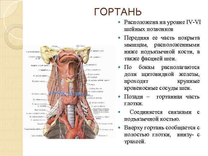 ГОРТАНЬ Расположена на уровне IV-VI шейных позвонков Передняя ее часть покрыта мышцам, расположенными ниже
