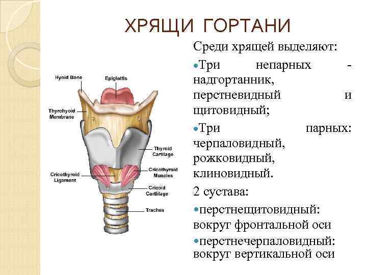 Надгортанник человека фото