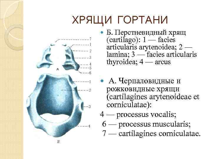ХРЯЩИ ГОРТАНИ Б. Перстневидный хрящ (cartilago): 1 — facies articularis arytenoidea; 2 — lamina;