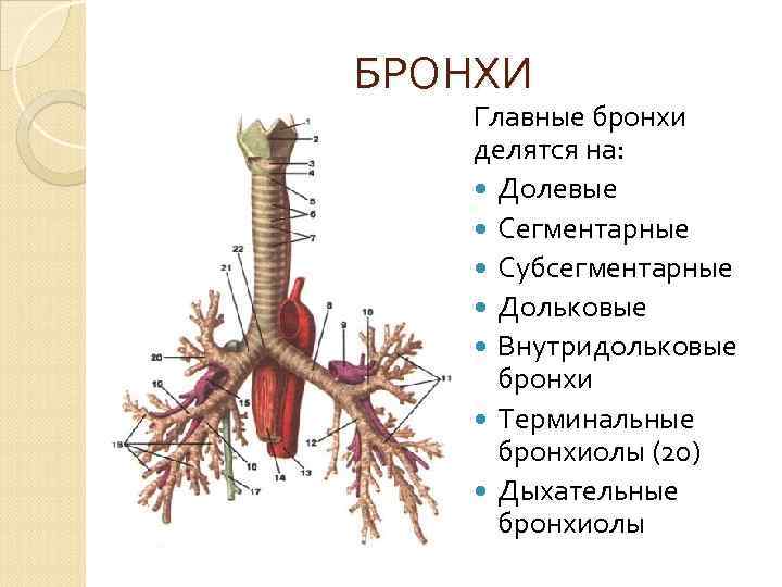 Признаки усиления бронхо сосудистого рисунка