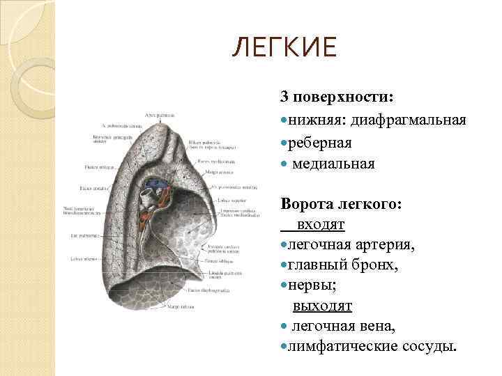 ЛЕГКИЕ 3 поверхности: нижняя: диафрагмальная реберная медиальная Ворота легкого: входят легочная артерия, главный бронх,