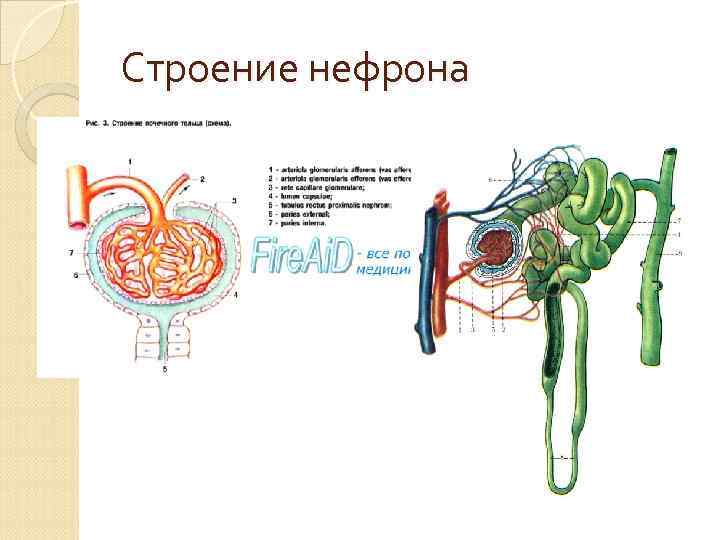 Строение нефрона 