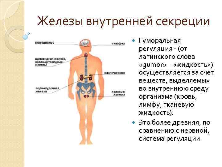 Железы внутренней секреции Гуморальная регуляция - (от латинского слова «gumor» – «жидкость» ) осуществляется