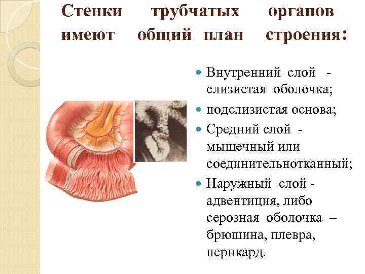 Общий план строения органа