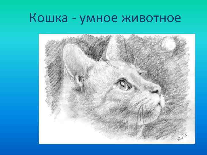 Кошка - умное животное 