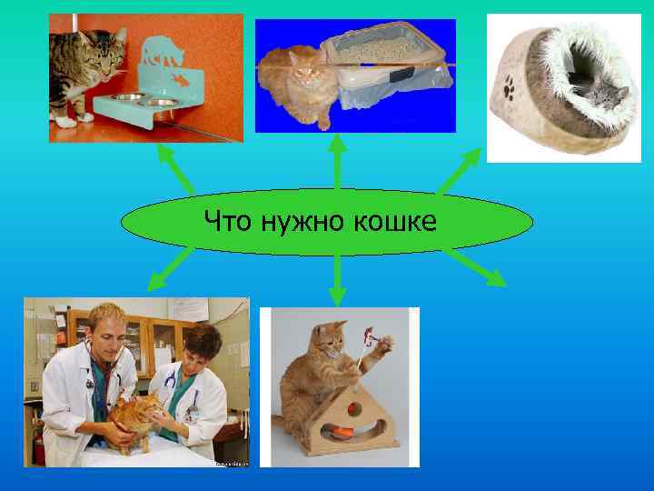 Что нужно кошке 