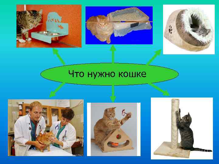 Что нужно для кошки. Что нужно для котенка. Что нужно для кошки в доме список. Что нужно купить для кошки в квартире список.