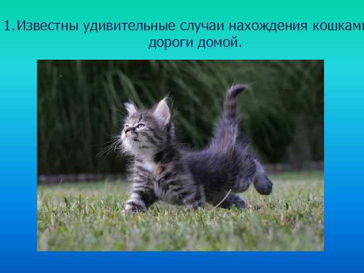 1. Известны удивительные случаи нахождения кошками дороги домой. 