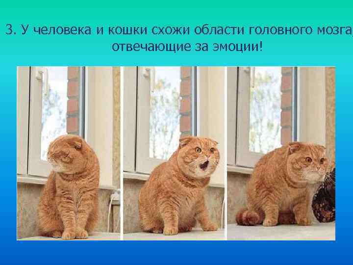 3. У человека и кошки схожи области головного мозга, отвечающие за эмоции! 