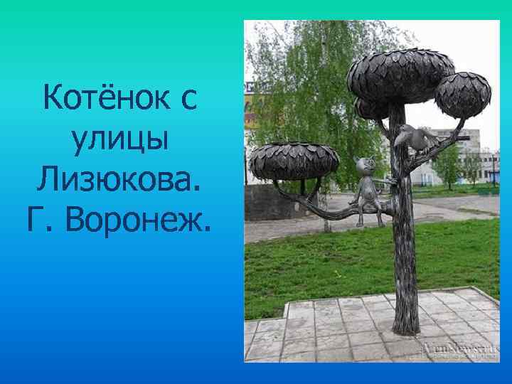 Котёнок с улицы Лизюкова. Г. Воронеж. 