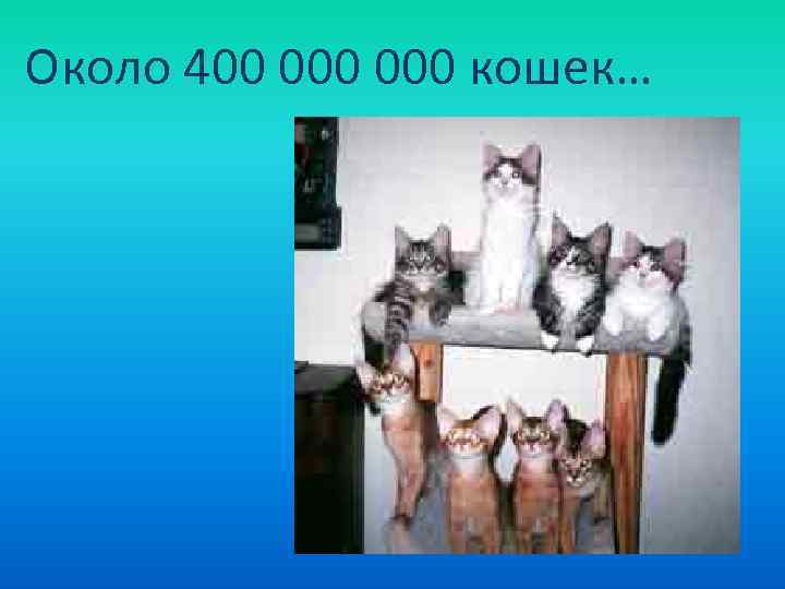 Около 400 000 кошек… 