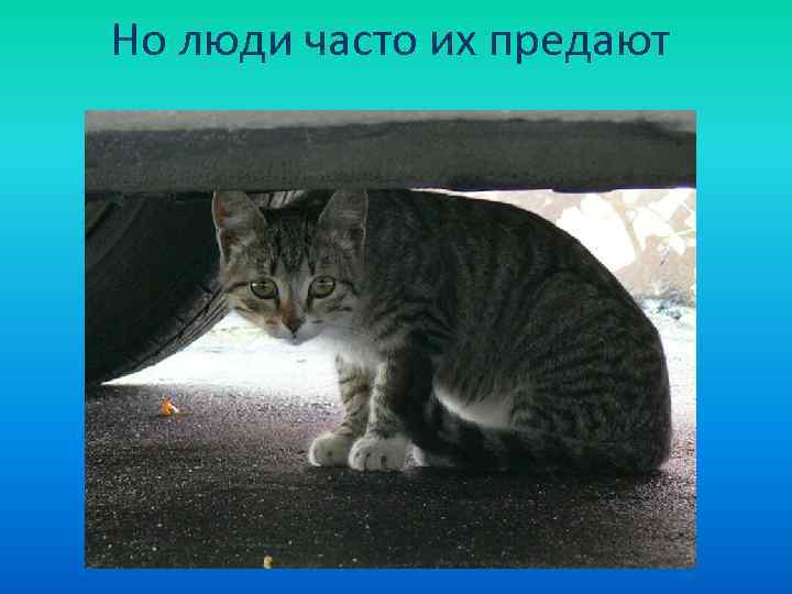 Но люди часто их предают 