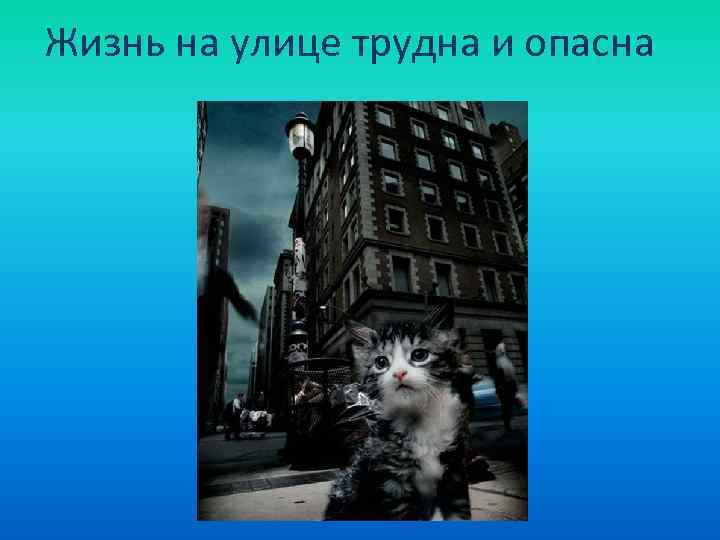 Жизнь на улице трудна и опасна 