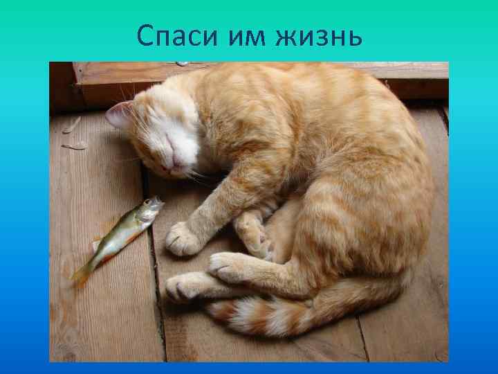 Спаси им жизнь 