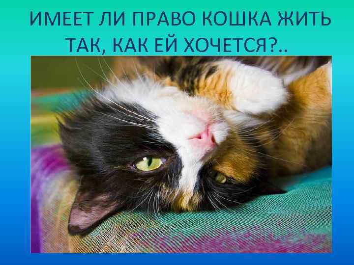 ИМЕЕТ ЛИ ПРАВО КОШКА ЖИТЬ ТАК, КАК ЕЙ ХОЧЕТСЯ? . . 