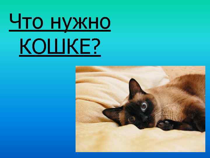 Что нужно КОШКЕ? 