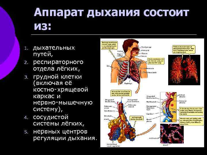 Аппарат дыхания состоит из: 1. 2. 3. 4. 5. дыхательных путей, респираторного отдела лёгких,
