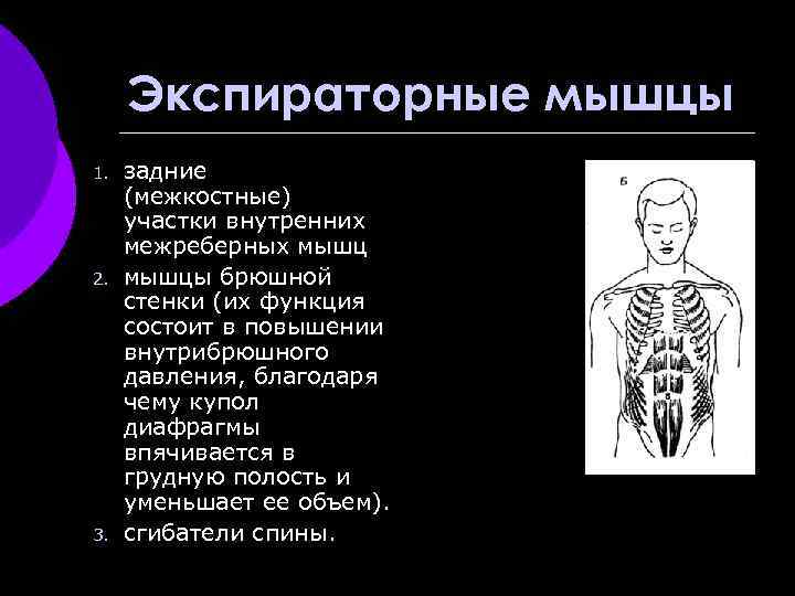 Экспираторные мышцы 1. 2. 3. задние (межкостные) участки внутренних межреберных мышцы брюшной стенки (их