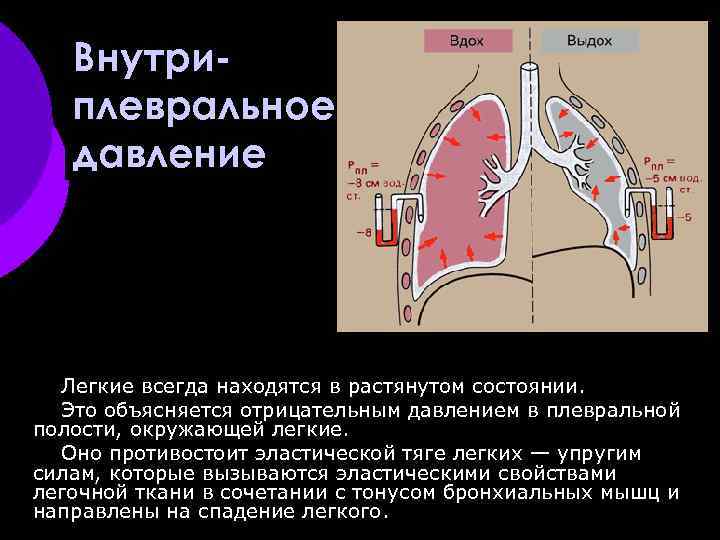 Внутриплевральное давление Легкие всегда находятся в растянутом состоянии. Это объясняется отрицательным давлением в плевральной