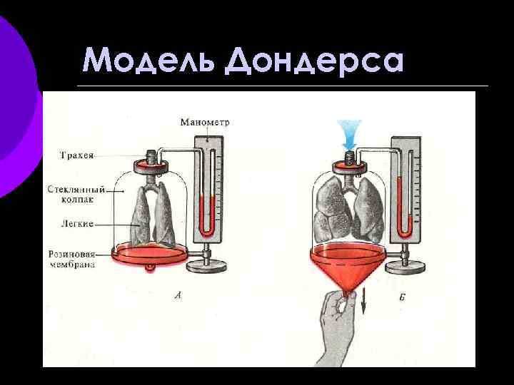 Модель Дондерса 