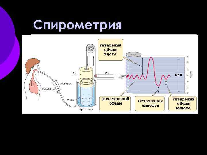 Спирометрия 