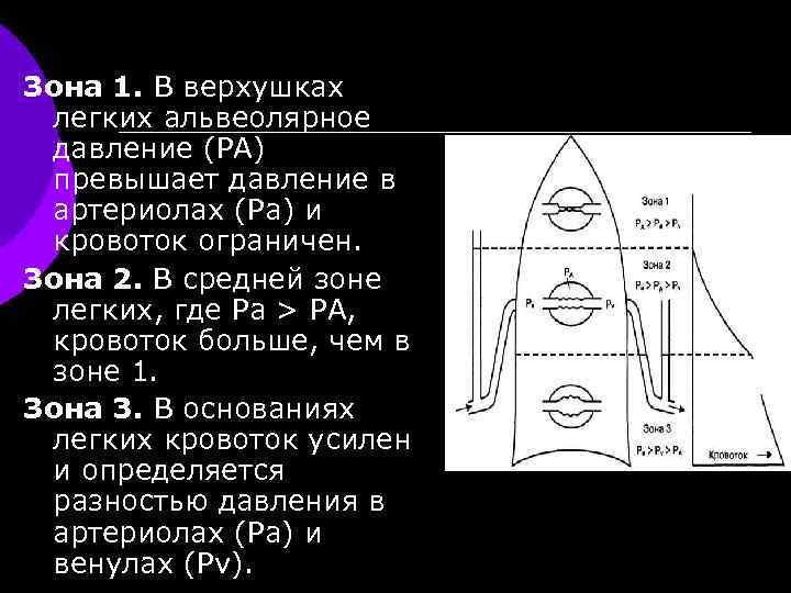 Зона 1. В верхушках легких альвеолярное давление (РА) превышает давление в артериолах (Pa) и