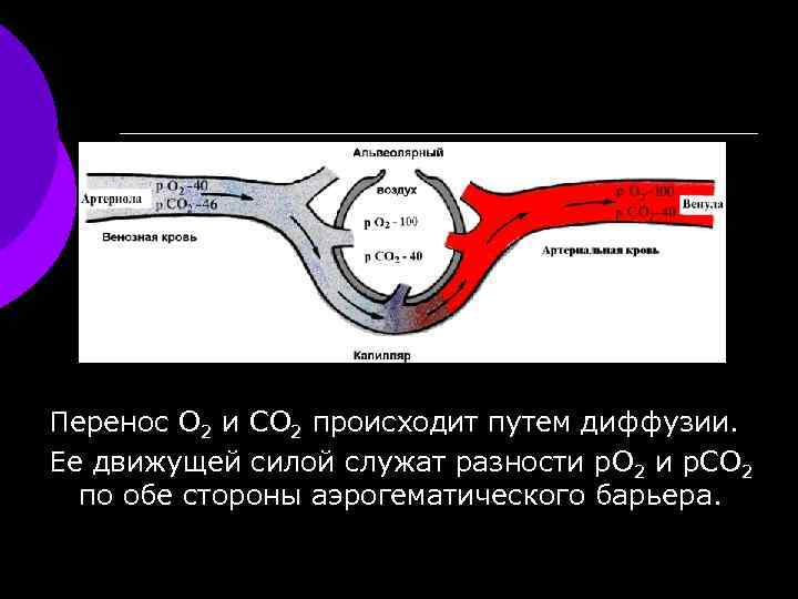 Перенос О 2 и CO 2 происходит путем диффузии. Ее движущей силой служат разности