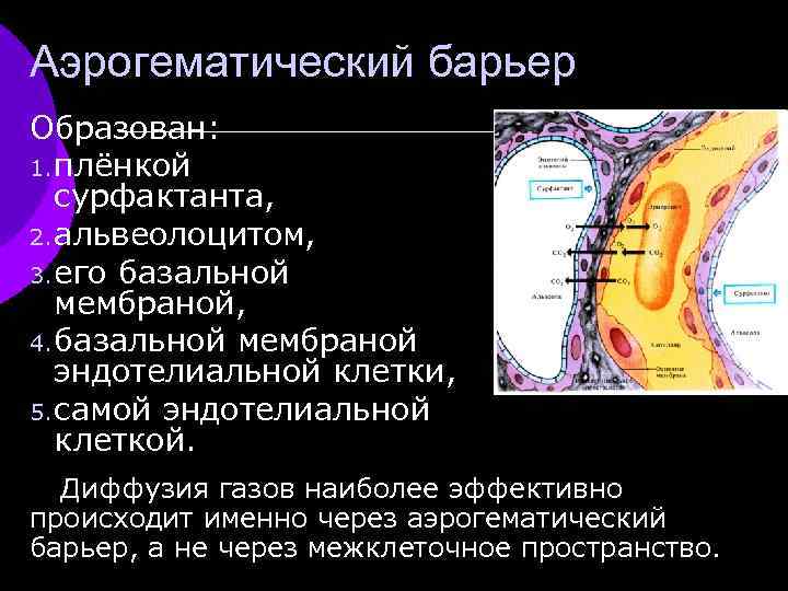 Аэрогематический барьер презентация