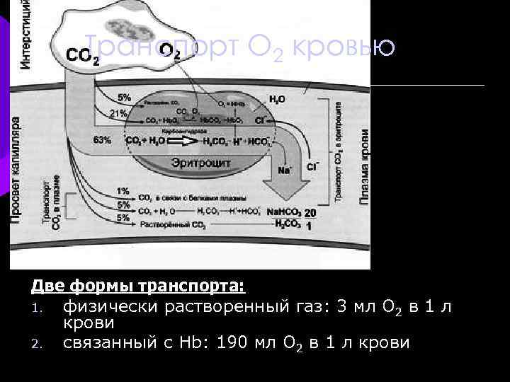 Транспорт О 2 кровью Две формы транспорта: 1. физически растворенный газ: 3 мл О