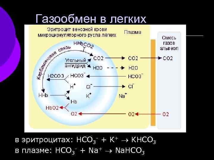 Газообмен в легких в эритроцитах: НСО 3 - + К+ КНСО 3 в плазме:
