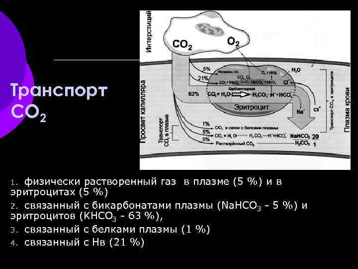 Транспорт СО 2 физически растворенный газ в плазме (5 %) и в эритроцитах (5
