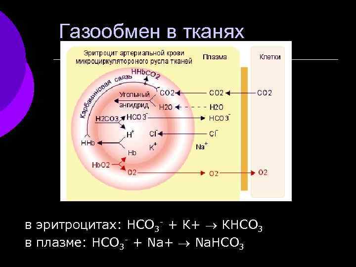Газообмен в тканях в эритроцитах: НСО 3 - + К+ КНСО 3 в плазме: