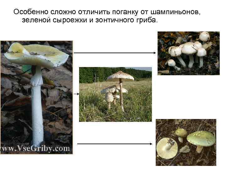 Особенно сложно отличить поганку от шампиньонов, зеленой сыроежки и зонтичного гриба. 