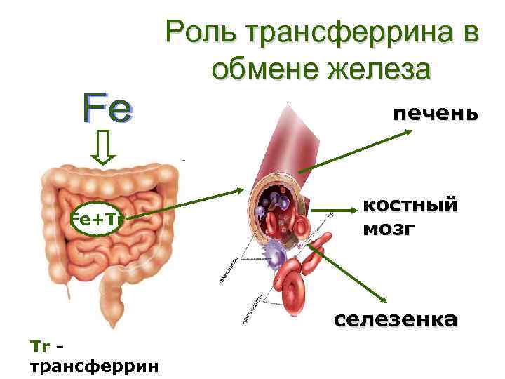Роль трансферрина в обмене железа печень Fe+Tr костный мозг селезенка Tr трансферрин 