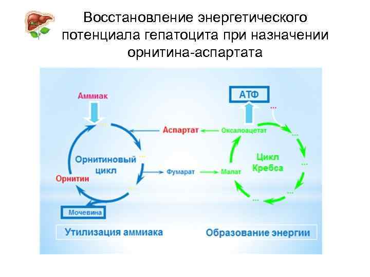 Восстановление энергетического потенциала гепатоцита при назначении орнитина-аспартата 