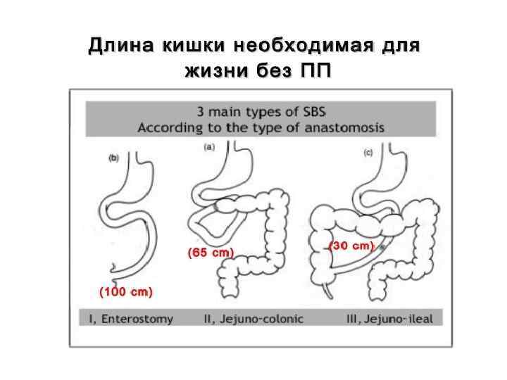 Длина кишки. Длина кишки у взрослого человека.