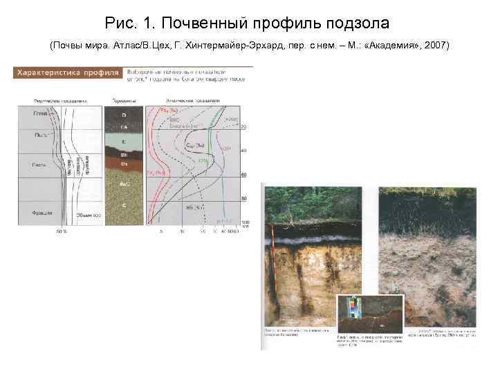 Рис. 1. Почвенный профиль подзола (Почвы мира. Атлас/В. Цех, Г. Хинтермайер-Эрхард, пер. с нем.