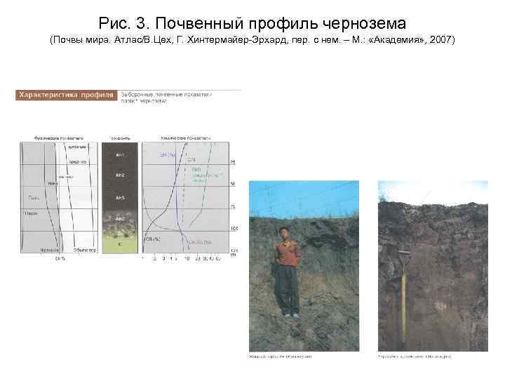 Рис. 3. Почвенный профиль чернозема (Почвы мира. Атлас/В. Цех, Г. Хинтермайер-Эрхард, пер. с нем.