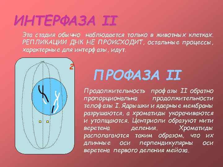 ИНТЕРФАЗА II Эта стадия обычно наблюдается только в животных клетках. РЕПЛИКАЦИИ ДНК НЕ ПРОИСХОДИТ,