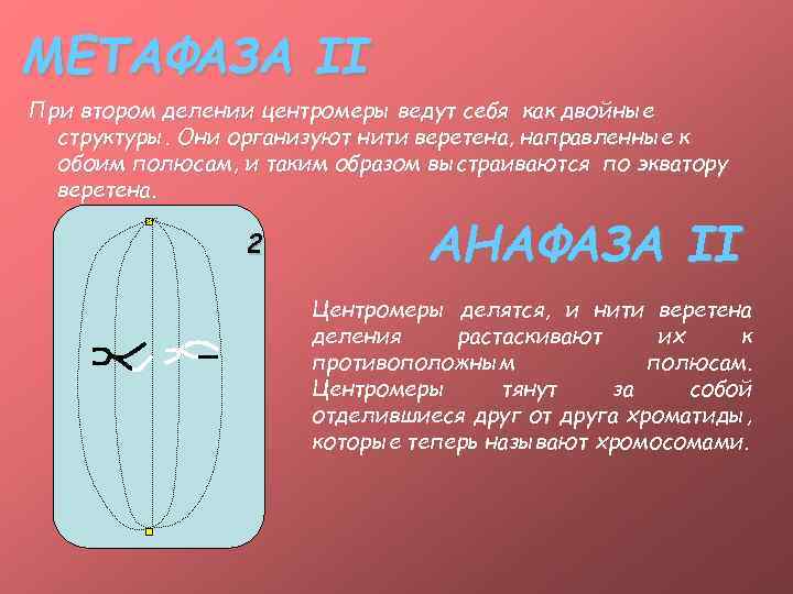 МЕТАФАЗА II При втором делении центромеры ведут себя как двойные структуры. Они организуют нити