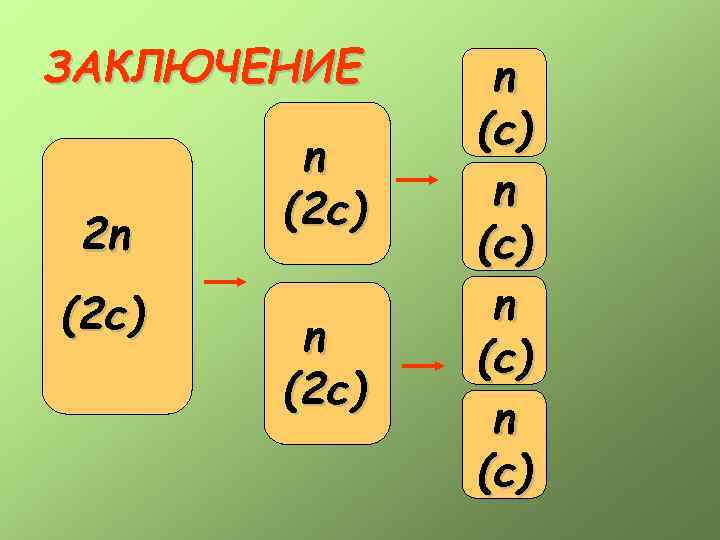 ЗАКЛЮЧЕНИЕ 2 n (2 c) 2 n n (2 c) n (c) 