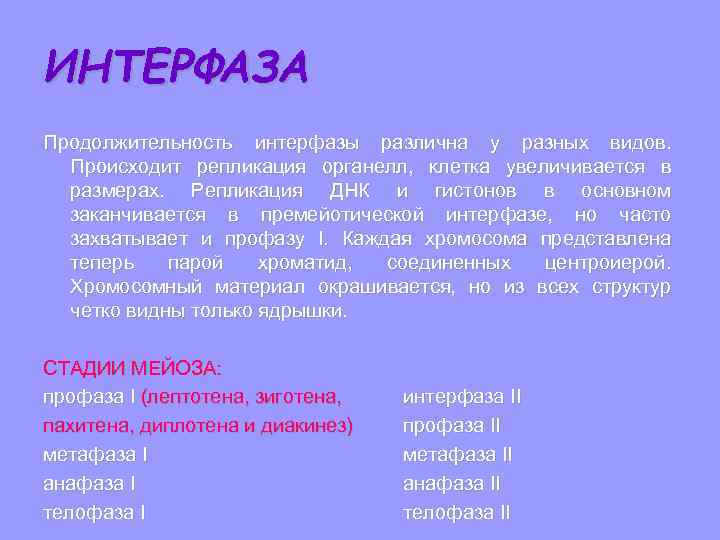 ИНТЕРФАЗА Продолжительность интерфазы различна у разных видов. Происходит репликация органелл, клетка увеличивается в размерах.
