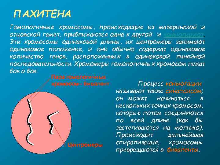 ПАХИТЕНА Гомологичные хромосомы, происходящие из материнской и отцовской гамет, приближаются одна к другой и