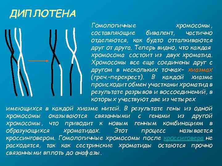 ДИПЛОТЕНА Гомологичные хромосомы, составляющие бивалент, частично отделяются, как будто отталкиваются друг от друга. Теперь