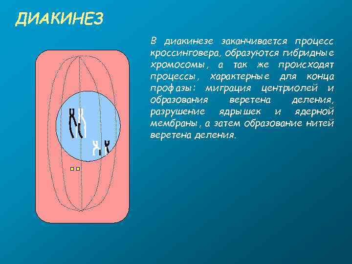 ДИАКИНЕЗ В диакинезе заканчивается процесс кроссинговера, образуются гибридные хромосомы, а так же происходят процессы,