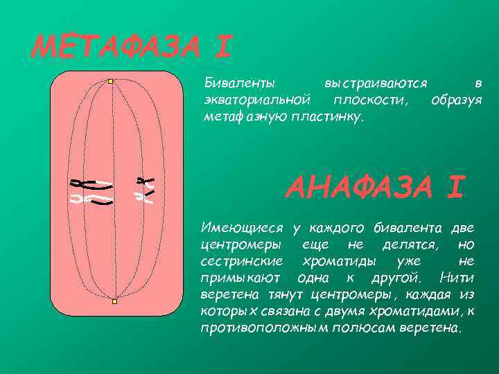 МЕТАФАЗА I Биваленты выстраиваются в экваториальной плоскости, образуя метафазную пластинку. АНАФАЗА I Имеющиеся у