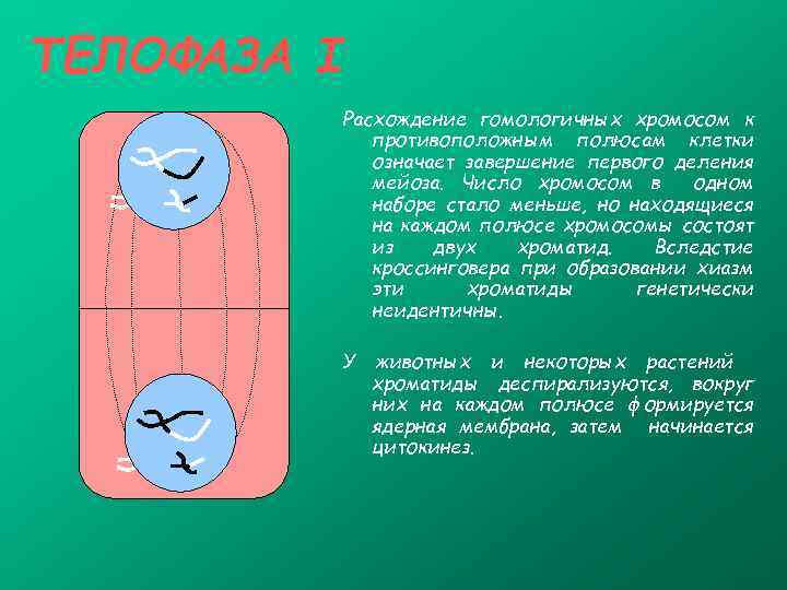 ТЕЛОФАЗА I Расхождение гомологичных хромосом к противоположным полюсам клетки означает завершение первого деления мейоза.