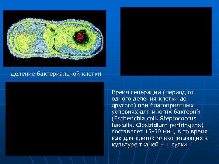 Деление бактериальной клетки Время генерации (период от одного деления клетки до другого) при благоприятных