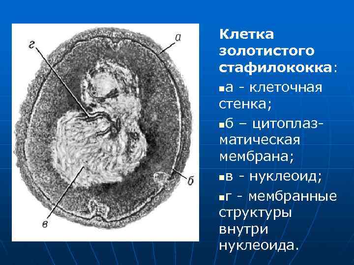 Клетка золотистого стафилококка: nа - клеточная стенка; nб – цитоплаз- матическая мембрана; nв -