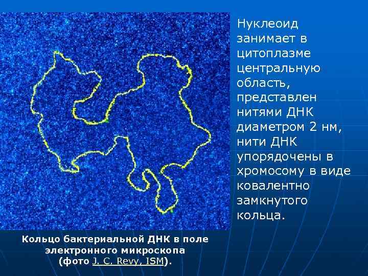  Нуклеоид занимает в цитоплазме центральную область, представлен нитями ДНК диаметром 2 нм, нити